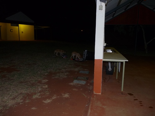 Dingos leeren M&uuml;lltonne